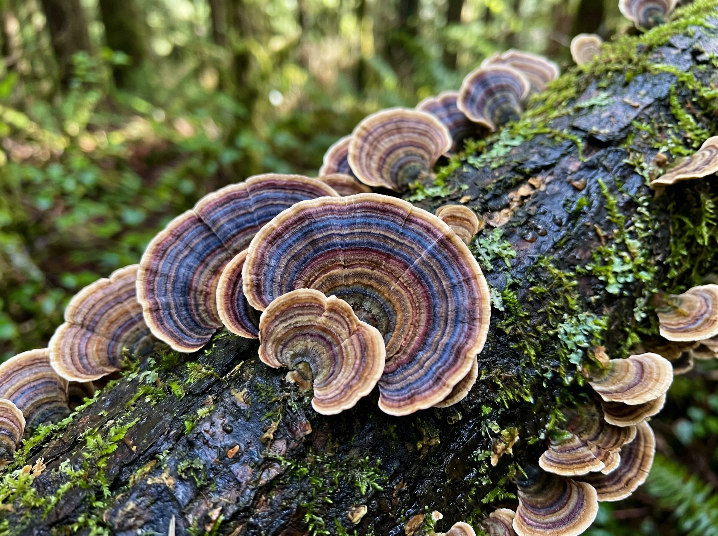 Vibrant concentric rings of a Turkey Tail mushroom in blues, purples, and tans